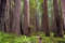 5 Semi di Sequoia sempervirens Sequoia rossa:Seeds