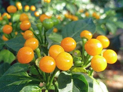 Aji Charapita Chilisamen, 25 Samen – die teuerste Chili der Welt – reproduzierbare bäuerliche Saatgut – halbwild