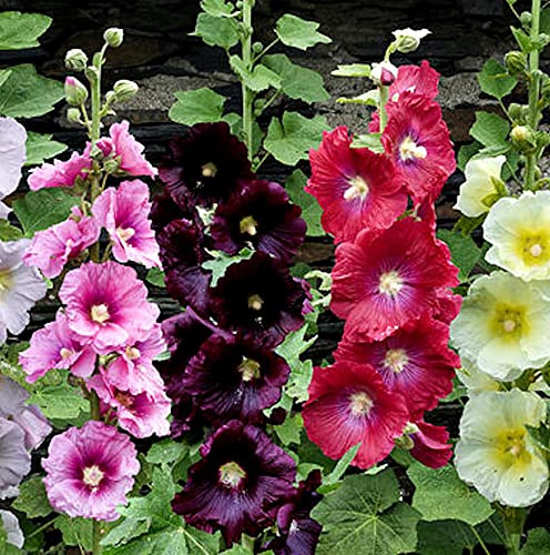RAISE ME UP: Seeds Hollyhock Spring Mix Perennial Flowers