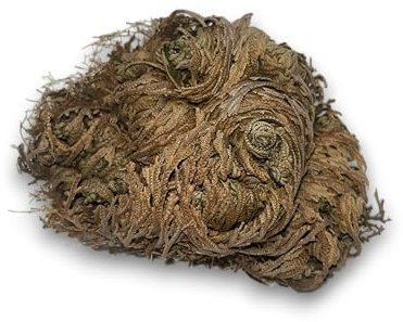 Rosa de Jericó Planta de la Fortuna y la Prosperidad HOSTENATURA