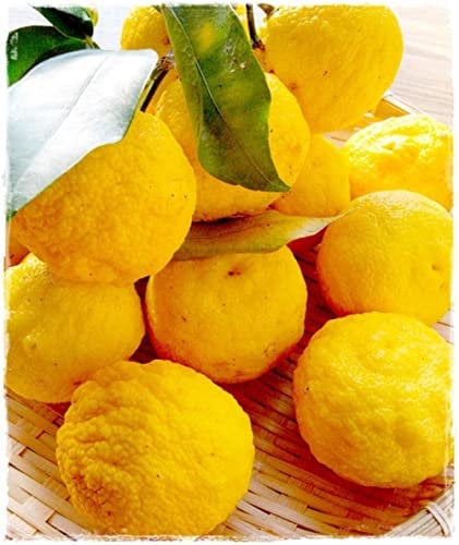 Pianta di YUZU Citrus Junos - in vaso: Ø 22 cm - H. 70/80 cm