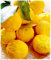 YUZU Citrus Junos Pflanze - im Topf: Ø 22 cm - H. 70/80 cm