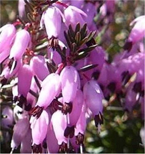 10x Winterheide Myretoun Ruby - Erica carnea - lebende Gartenpflanze aus den Baumschulen