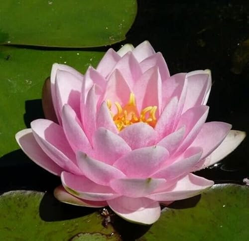 Teichpflanzen Seerosen : Nymphaea Chameleon - Seerose Madame Wilfrom Gonnere winterhart Pflanztiefe bis 150 cm