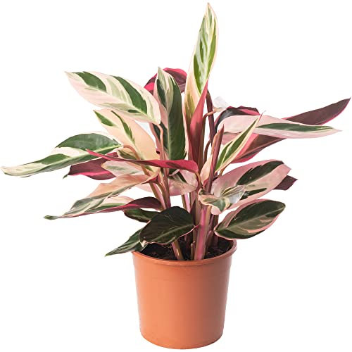 Calathea Triostar Large Indoor House Plant Real Tropical Evergreen Tall Plants (30-40cm (Incl. Pot))