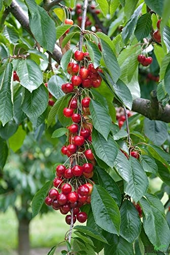 Kirschbaum Büttners Rote Knorpelkirsche Buschform 120-160 cm Lieferhöhe | Höhe je nach Schnitt bis zu 5-6 Meter