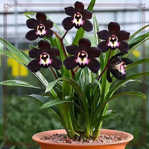 MehrjäHrig Phalaenopsis Orchideen, Ideal für Balkon & Terrasse, Exklusive Cymbidium Orchidee, Winterhart, Top QualitäT, Das Bunt Gemischte, 8zwiebelns-J