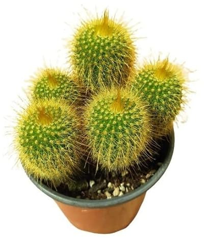 PCMOVILES Cactus eriocactus leninghausii en maceta de 8.5cm (planta viva)