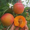 semi nani di albicocca, decorazione di frutta colonnare soggiorno piante rampicanti decorativa esotiche resistenti interno di fresca 10pcs