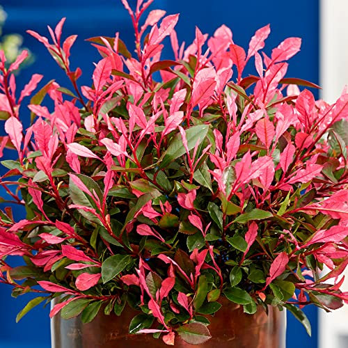 GardenersDream Photinia Little Fenna Plant - Colourful Evergreen Outdoor Plant - Outdoor Garden Ready Hardy Shrub - Flowering Shrub for Garden and Borders (20-40cm incl. 9cm Pot)