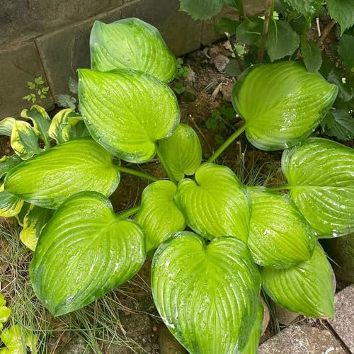 100 Pcs Funkien Pflanze Samen, Hosta Pflanze, Wohnzimmer Deko, Blumenwiese Samen, Hosta Plantaginea, Wilder Wein Winterhart Gartenblumen Blumensamen Gastgeschenk Hochbeet Samen Wiesensaatgut