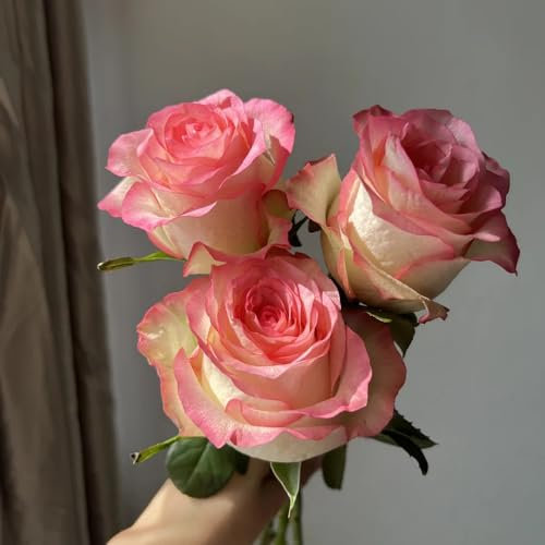semi di rose vegetali piante rampicanti resistenti, aiuole semi di rosa Piante perenni piante perenni resistenti, fiori da giardino resistenti Aiuole rialzate per giardino, fiori da 500pcs