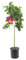 Citrus limon Lunario 140-170 cm Echter Zitronenbaum für Garten, Terrasse & Balkon – Vier-Jahreszeiten-Zitrone mit aromatischen Früchten - Robuste, pflegeleichte Pflanze für frische Zitronen ganzjährig