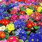 Potseed Verkauf 200 teile/beutel 9 Arten Seltene Blume Zebra Nachtkerze Samen Seltene Samen Garten Große Blume Uhr Blumen samen Pflanze