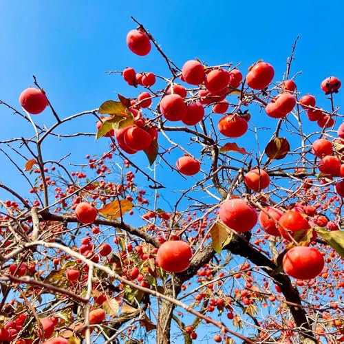 semi resistenti dell'albero di cachi frutta fresca, arbusti dalla resistente semi di albero di cachi Semi di bonsai, arbusti a crescita rapida alberi da frutto colonnari, 8pcs