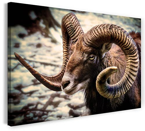 Printistico Leinwandbild (60x40cm) Widder, Nahaufnahme Berg Schnee Wald, warme Farbe, Tier-Fotos, Natur-Fotografie, echter Holz-Keilrahmen inkl. Aufhänger, handgefertigt in Deutschland