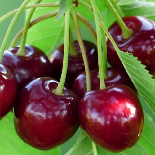 PIANTA DA FRUTTO CILIEGIA a radice nuda - varietà a scelta età 2 anni foto reali (Varietà:LAPINS;)