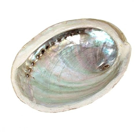 Coco Papaya Coquille d'Ormeau/Abalone Naturelle 10-12cm