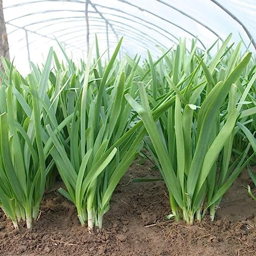 500 pezzi deliziosi semi di erba cipollina cinese giardino cortile cipolla verde pianta vegetale fiore albero da frutto semi di ortaggi Semi di erba cipollina cinese
