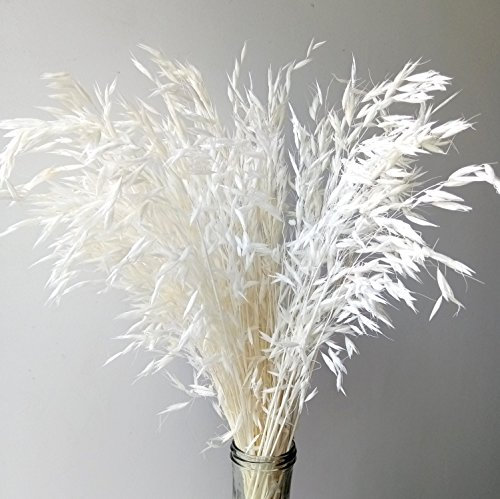 DongArts Avena Sativa Kräuter getrocknete natürliche Wilde Haferblüten, 50 cm hoch Gebleicht dekorative Blumen für Zuhause Hochzeit, weiß