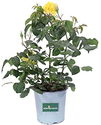Pianta di Rosa Paesaggistica Pianta di Rosa rifiorente pianta da esterno pianta da giardino pianta di Rosa ornamentale pianta di Rosa vera venduta da eGarden.store (Gialla)