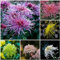 Chrysanthemen Pflanzen Samen MehrjäHrig Winterhart Balkon Pflanzen Garten Schmetterlingsflieder Blumensamen MehrjäHrig Winterhart Blumenwiese WildkräUter Samen Blumenmischung 150 Chrysantheme Saatgut