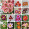 dalia tuberi perenne resistente - Dahlia - bulbi perenne bulbi di dalia resistenti I bulbi da fiore sono perenni, resistenti Piante da balcone resistenti fiori da balcone Pianta 10pcs