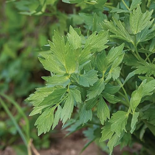 Gardeners Kitchen - Lovage Plants - 3 x 10cm Pot Herb Plants. (Levisticum officinale)