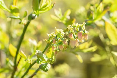 Vaccinium corymbosum 'Bluejay' 40-60 cm - Kulturheidelbeere, blaue Beeren, Erntezeit Juli-August, ideal für Naschgärten, winterhart und pflegeleicht