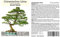 Seedeo® Chinesisches Ulme (Ulmus parvifolia) Bonsai 70 Samen