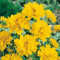You Garden - 3 x Coreopsis Grand 'Early Sunrise' in 9cm Pots - Drought Tolerant Perennial Plants for Gardens - Potted Coreopsis Plants for Patios, Pots and Borders