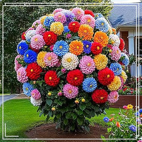 Dahlia Bulbs Mix for Planting Now UK,Hardy Perennial,Dahlia tubers Bulk,Strong Plants That Grow Well,Beauty of Garden,Wedding Flowers,Gift Ready-4bulbs-A