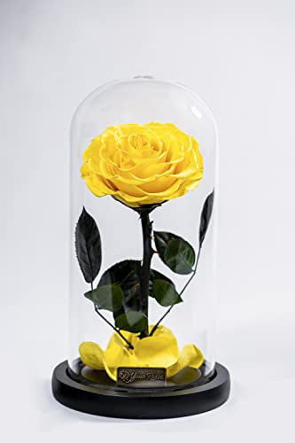 YourRoses® Vera Rosa in Vetro Con Splendida Confezione Regalo | Lunga Durata & Elegante Regalo Come Prova d'Amore | Dal Cuore