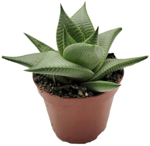 Fangblatt - Haworthia limifolia 'Roux' - Spiralförmige Sukkulente im Ø 10 cm Topf - Langlebige und pflegeleichte Zimmerpflanze - Perfekt für Büro und Zuhause