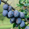 Terrassenobst Pflaume President Kleinobst Balkonobst Pflaumenbaum 80-120 cm Lieferhöhe | Befruchter Hauszwetschge