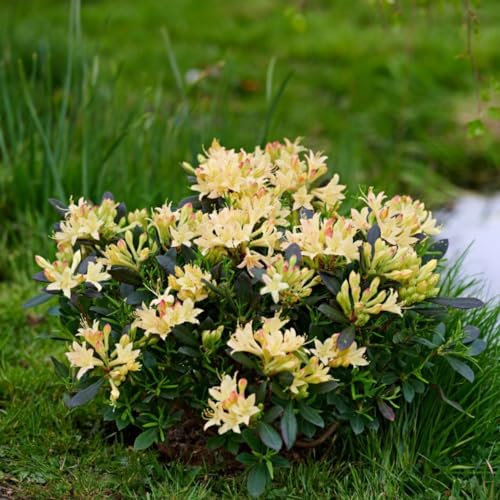 Azalea 'Parfumollis Yellow' - Fragrant Deciduous Variety for Spring Gardens and Patio Containers - Evergreen Beauty with Lemon-Yellow Flowers - 1x 19cm Potted Plant by Thompson and Morgan
