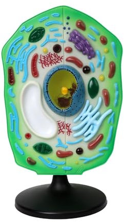Plant Cell Model,Plant Cell Model 3D Plant Biology Model Anatomy Model Anatomy Model Colourful Teaching Model for Research Fun Anatomy Teaching Model