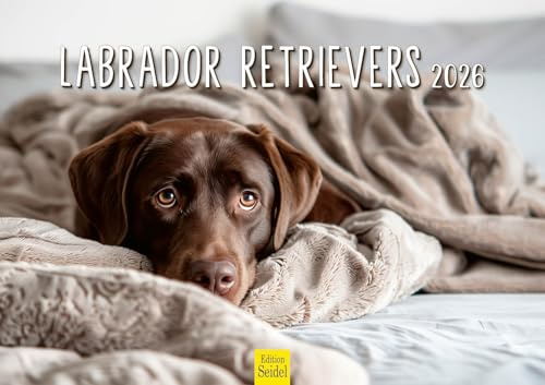 Edition Seidel Premium Kalender Labrador Retrievers 2026 Format DIN A3 Wandkalender Hundekalender Hund Welpe Tierkinder Hunderasse Haustier