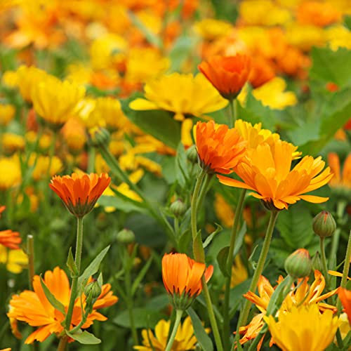 Caléndula (Calendula officinalis), Aprox. 50 Semillas, Planta Medicinal (propiedades antiinflamatorias), para la preparación de té y pomadas