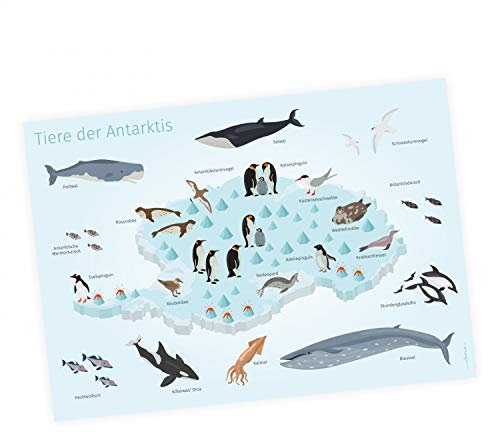 Kinder Lernposter - Tiere der Antarktis - in 3 Größen - Wal Delfin Pinguin Robbe Südpol Wanddeko Kinderzimmer in Deutsch - Größe DIN A3-420 x 297 mm