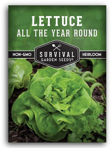 All The Year Round Lettuce Seeds for Planting – Slow-Bolting Butterhead Variety for Cool and Moderate Climates – Reliable Year-Round Harvest – Heirloom Non-GMO – Survival Garden Seeds (1 Pack)