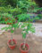 Planta Moringa Oleifera 40-50 cm maceta 2 litros plantas de 1 año