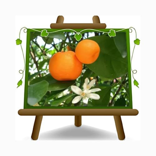 Zitrus Mandarin - Citrus Reticulata - Obstpflanze auf Blumentopf 22 - Baum max 70 cm - Anbau Italien