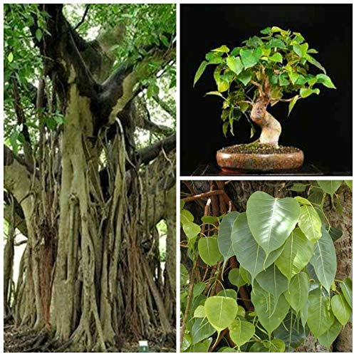 Portal Cool 50 Samen n Ficus religiosa, Bonsai Samen C