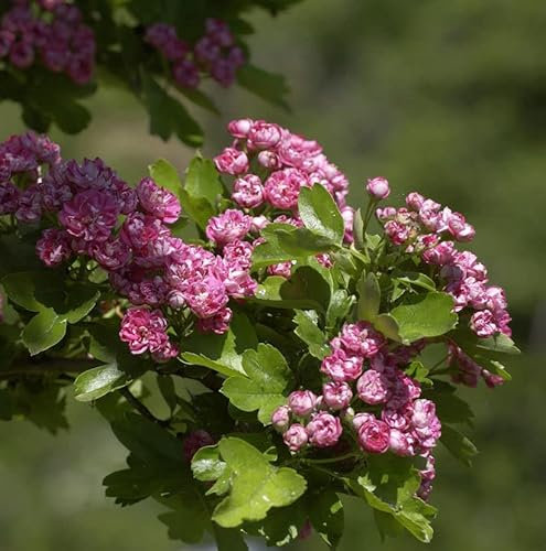 Echter Rotdorn Paul Scarlet 60-80cm - Crataegus laevigata
