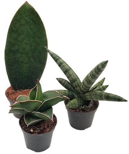 Fangblatt - Sansevieria 3er Set - luftreinigende Zimmerpflanzen - verschiedene Sorten - pflegeleicht & robust - Ideal für Einsteiger und Büros