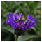 Perennial Cornflower/Centaurea Montana/Hardy Perennial/Seeds