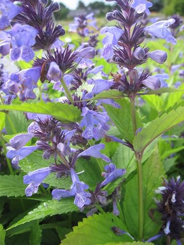 Hohe Katzenminze - Nepeta manchuriensis Manchu Blue Verpackungseinheit 20