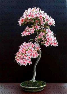 Green Seeds Co. Pianta bonsai giapponese sakura 10pz, fiori bonsai Fiori di ciliegio: 16