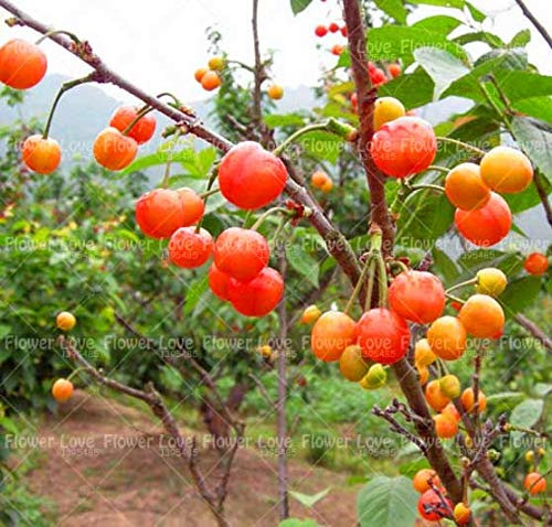 Shopmeeko 20 stücke Kirschpflanze Bio Obstpflanze Bonsai Zwerg Kirschbaum pflanze Sweet Food Keimung Hausgarten Topfpflanze: 1